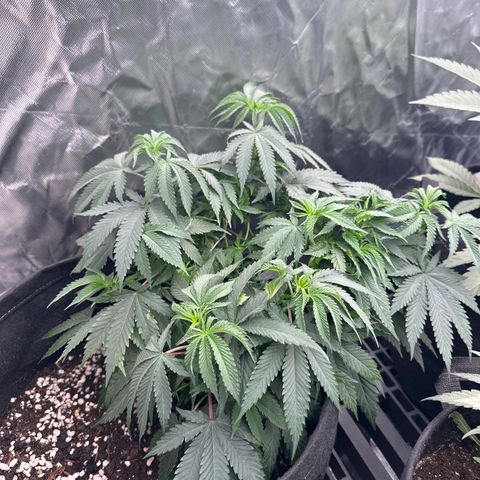 Kiyomi and 3 exotics growlog timeline photo