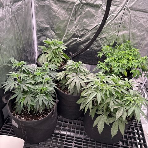 Kiyomi and 3 exotics growlog timeline photo