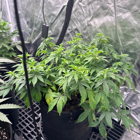 Kiyomi and 3 exotics growlog timeline photo