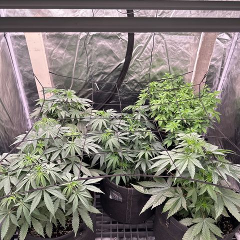 Kiyomi and 3 exotics growlog timeline photo