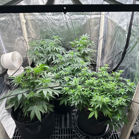 Kiyomi and 3 exotics growlog timeline photo