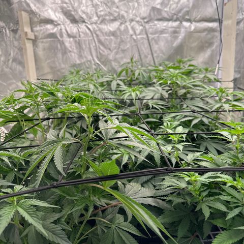 Kiyomi and 3 exotics growlog timeline photo