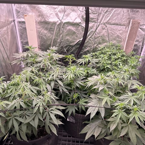 Kiyomi and 3 exotics growlog timeline photo