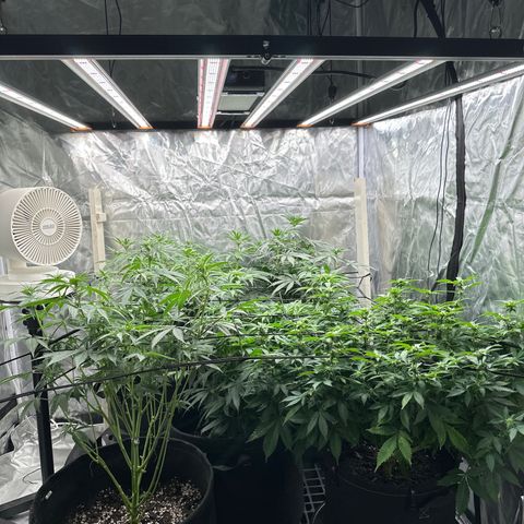 Kiyomi and 3 exotics growlog timeline photo