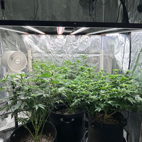 Kiyomi and 3 exotics growlog timeline photo