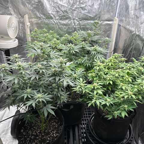 Kiyomi and 3 exotics growlog timeline photo