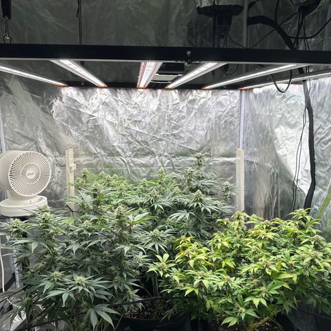 Kiyomi and 3 exotics growlog timeline photo
