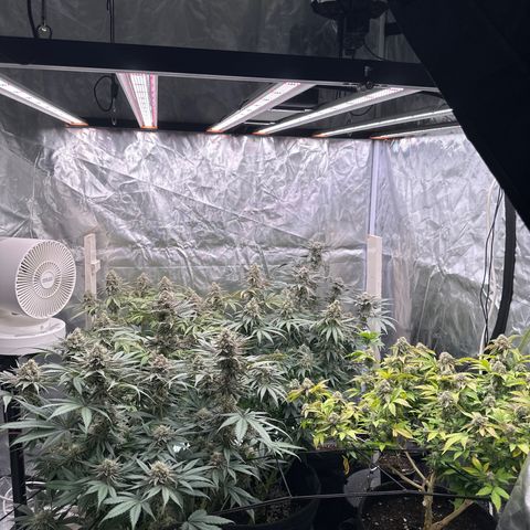 Kiyomi and 3 exotics growlog timeline photo