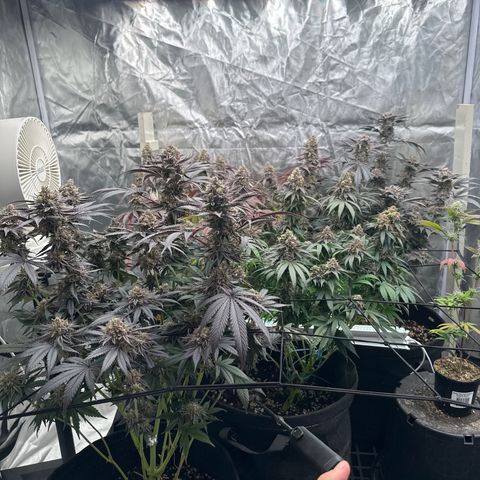 Kiyomi and 3 exotics growlog timeline photo
