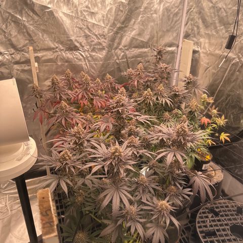 Kiyomi and 3 exotics growlog timeline photo