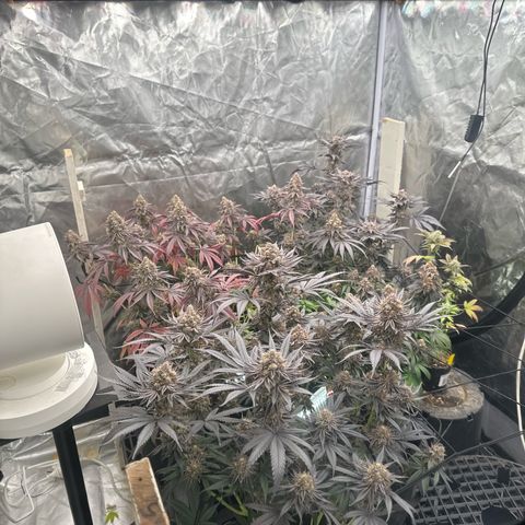Kiyomi and 3 exotics growlog timeline photo