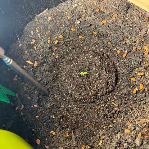 Hindu Kush growlog photo: Ersten Blätter kamen raus