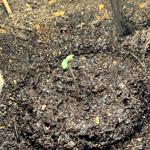 Hindu Kush growlog photo: Ganzes Stück in die Höhe geschossen seit heute morgen 