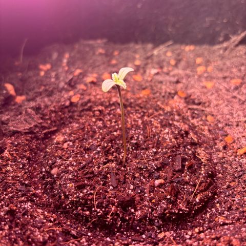Hindu Kush growlog timeline photo