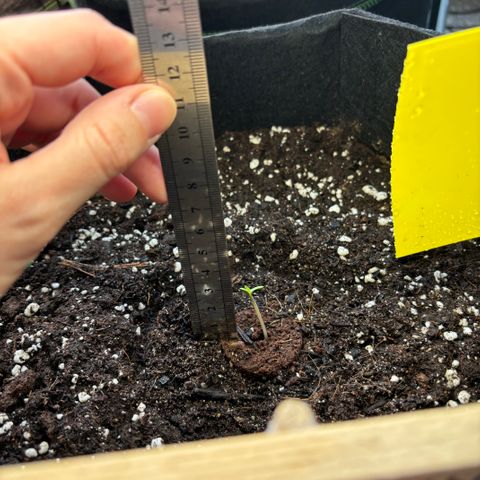 Cherry Pie Automatic growlog timeline photo