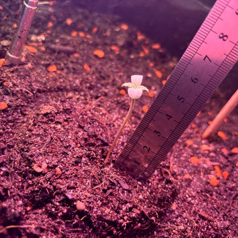 Hindu Kush growlog timeline photo