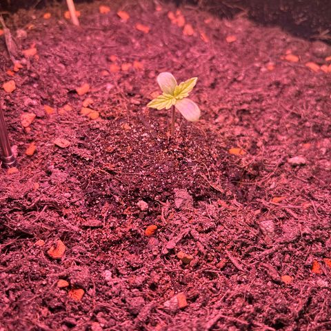 Quick One growlog photo: Ca. 4cm