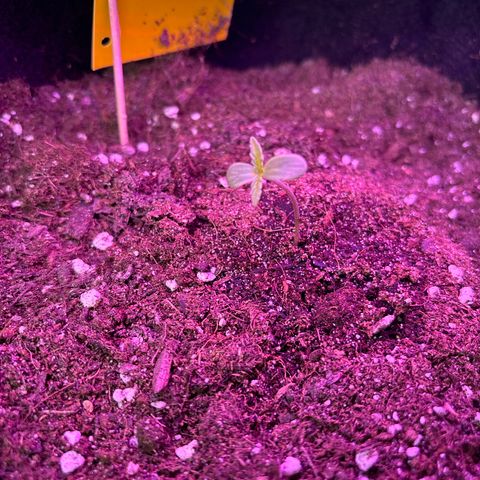 Do-Si-Dos growlog timeline photo
