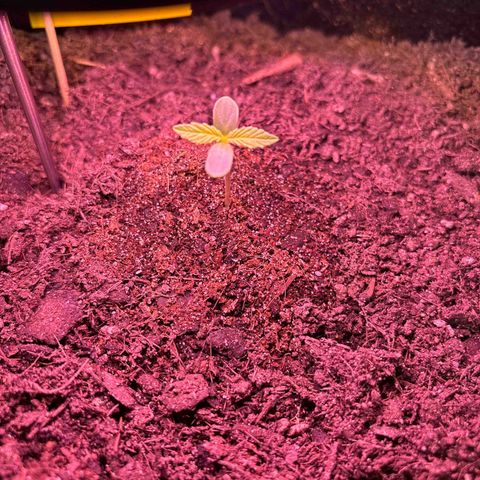 Cherry Pie Automatic growlog timeline photo