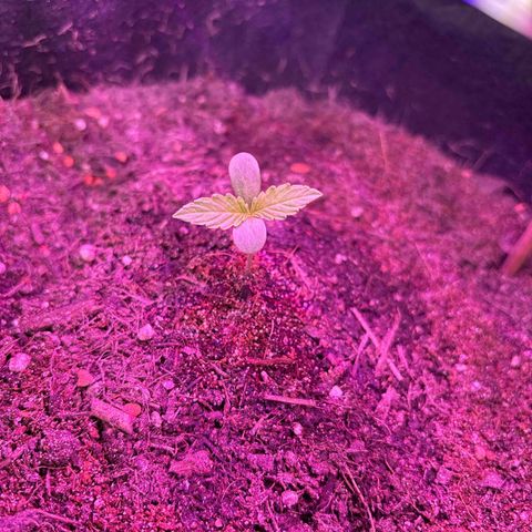 Hindu Kush growlog timeline photo