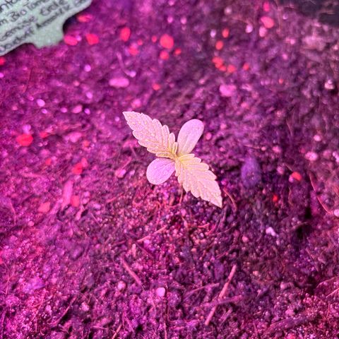 Hindu Kush growlog timeline photo