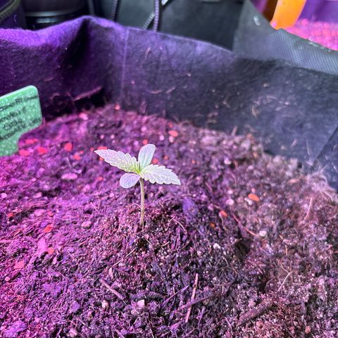 Hindu Kush growlog timeline photo