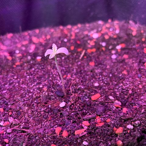 Purple Queen growlog timeline photo