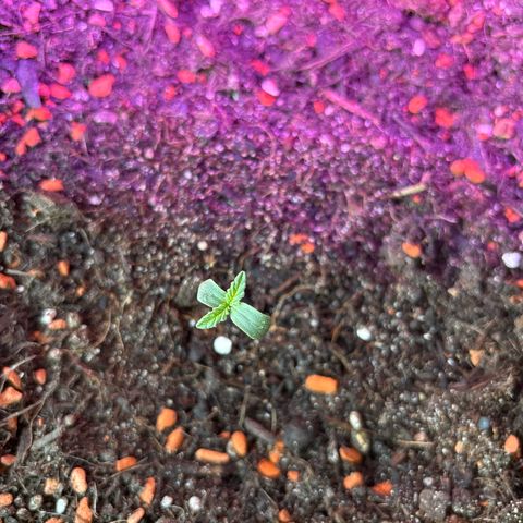 Purple Queen growlog timeline photo