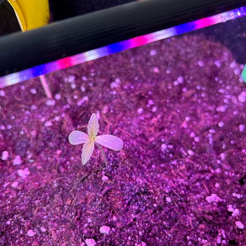 Do-Si-Dos growlog timeline photo