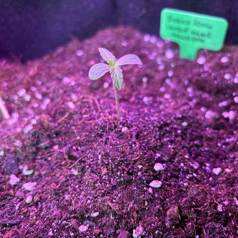 Do-Si-Dos growlog timeline photo