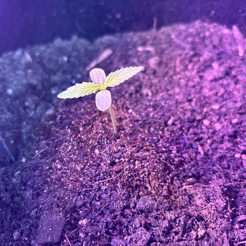 Cherry Pie Automatic growlog timeline photo