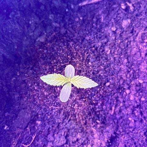 Cherry Pie Automatic growlog timeline photo