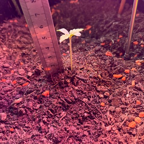 Quick One growlog timeline photo