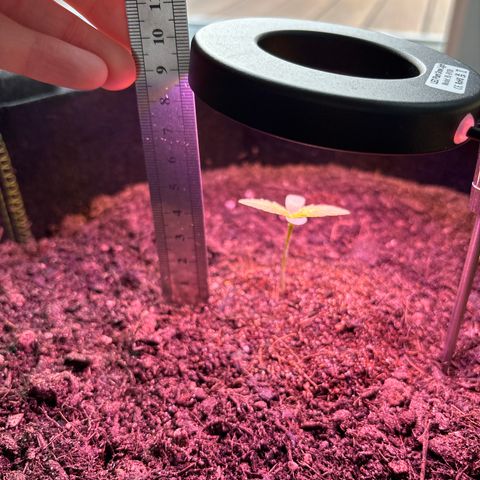 Cherry Pie Automatic growlog timeline photo
