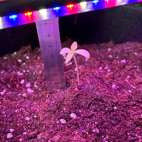 Do-Si-Dos growlog timeline photo