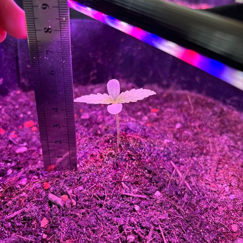 Hindu Kush growlog timeline photo