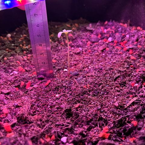 Purple Queen growlog timeline photo