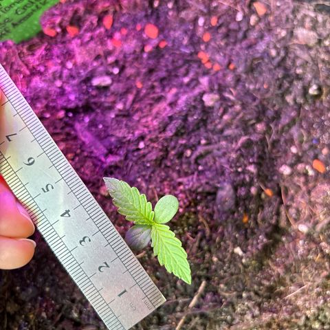 Hindu Kush growlog timeline photo
