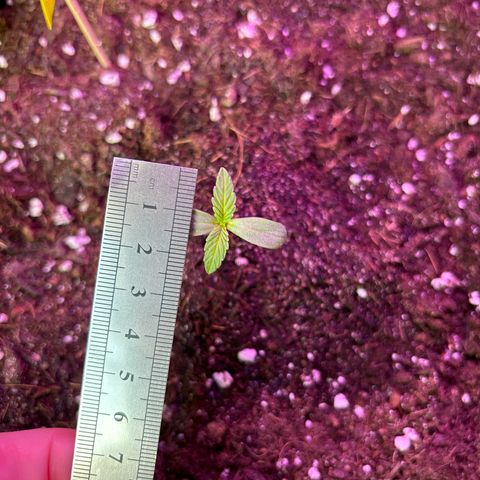 Do-Si-Dos growlog timeline photo