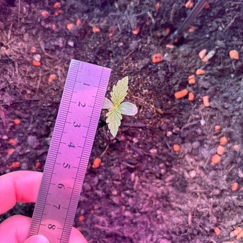Quick One growlog timeline photo