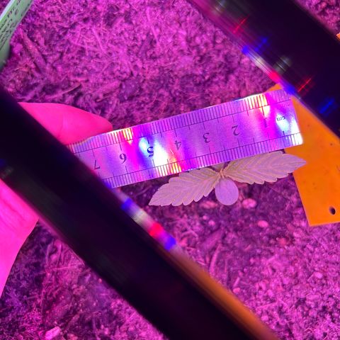 Hindu Kush growlog photo: 5,5 cm breit