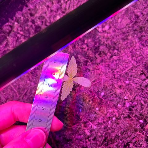 Do-Si-Dos growlog photo: 4cm breit