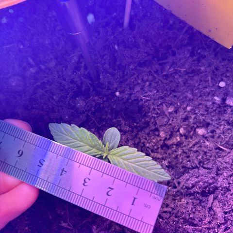 Cherry Pie Automatic growlog photo: 5,5 cm breit