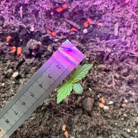 Quick One growlog photo: 4,5 cm breit