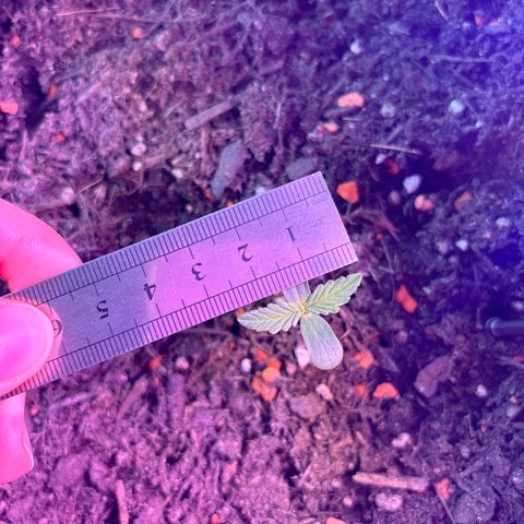 Purple Queen growlog photo: Ca. 2,5 cm breit 