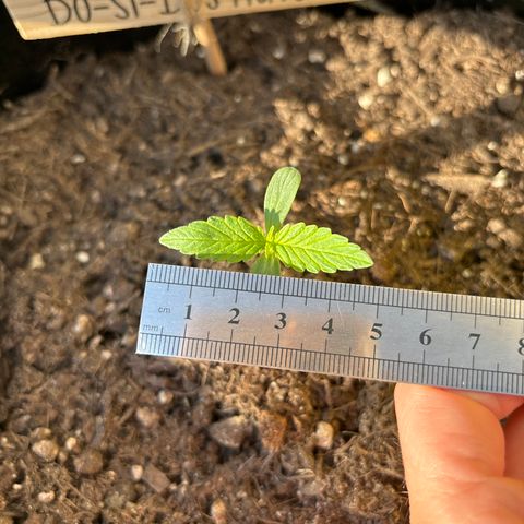 Do-Si-Dos growlog timeline photo