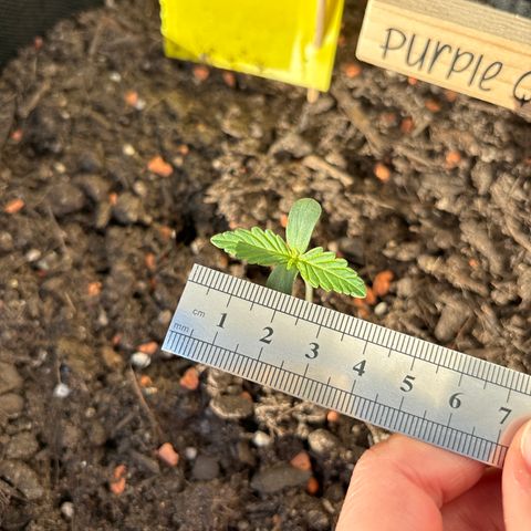 Purple Queen growlog timeline photo