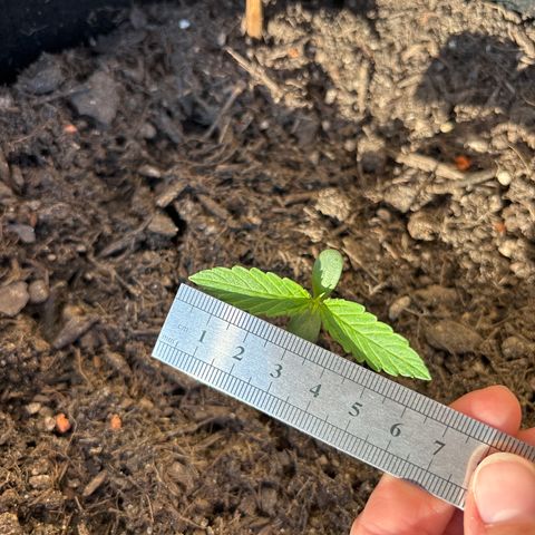 Hindu Kush growlog timeline photo