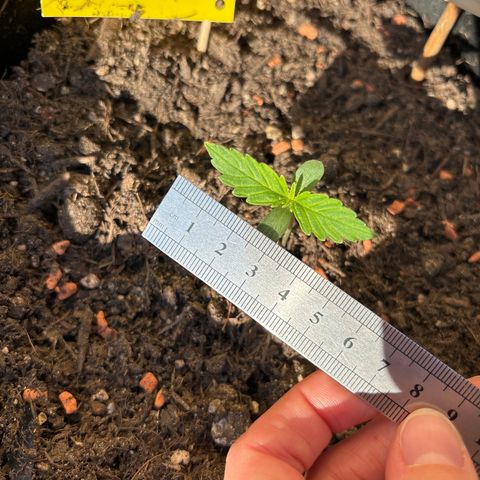 Quick One growlog timeline photo