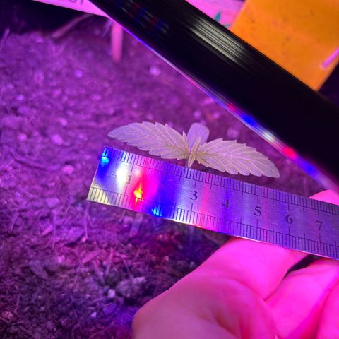 Do-Si-Dos growlog timeline photo